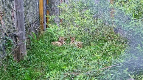 Two wild leopard cubs sleep in high green grass Stock Footage 121128275