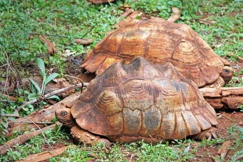 Two WILD Leopard tortoises rest and bask in the sun in Kenya, Africa. Stock Photos
