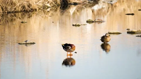 Two Wild Mallard Ducks Standing on Stones in Shallow Stream or Pond Stock Footage 230394522