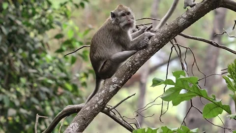 Two wild monkeys perched on a tree branch in the forest, one climbing away Stock-Footage 347214831