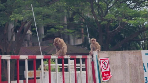 Two Wild Monkeys Resting by Wall and Fence Stock Footage 337534085