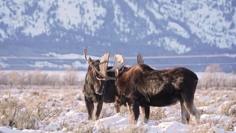 Two wild moose stand in the snowy forest. Stock Footage 322210812