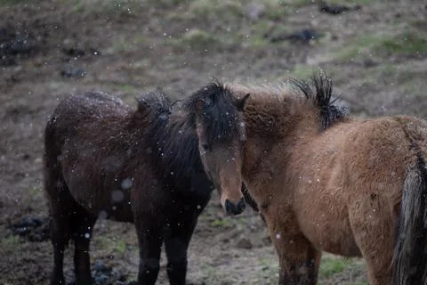 Two wild mountain horses enduring a snowy winter. Icelandic horse Iceland Stock Photos