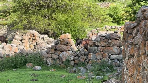 Two wild mountain horses stand near the stone ruins Stock Footage 276595798