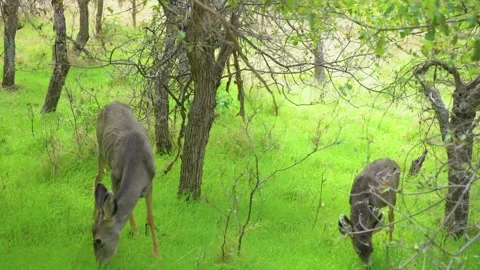 Two Wild Mule Deer Grazing on the Lush Green Grass of the Emerald Pools Trail in Stock Footage 332000076