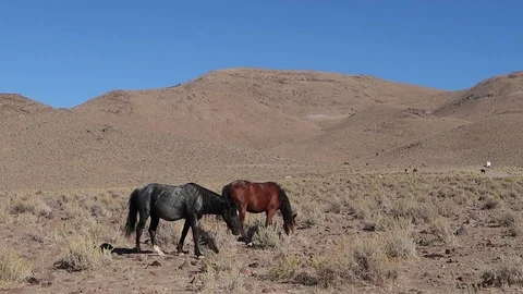 Two Wild Mustangs Standing in Nevada Desert Eating Stock Footage 95873507