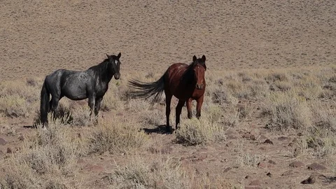 Two Wild Mustangs Standing in Nevada Desert Stock Footage 95873511