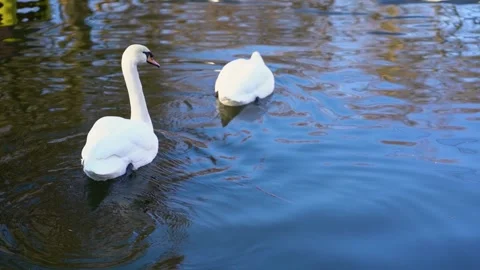 Two wild nice white swans swimming in blue pond outdoors. Swan dives upside down Stock Footage 171211355