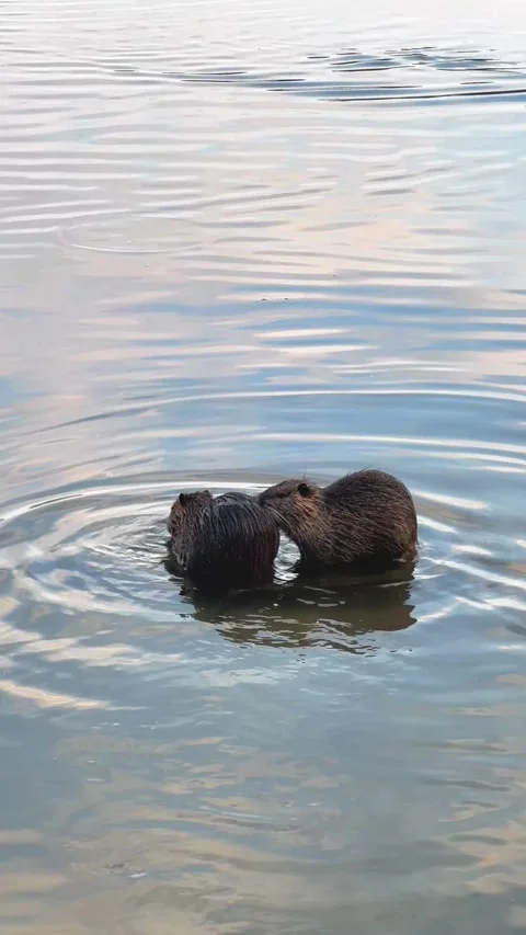 Two wild nutria interacting and grooming each other in a calm natural lake 動画素材 347673083