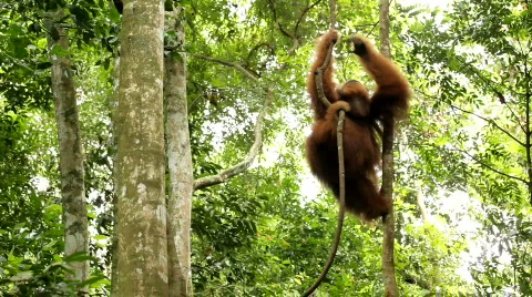 Two wild orangutans Stock Footage