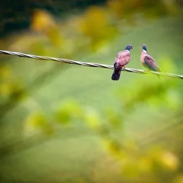 Two wild pigeons Stock Photos