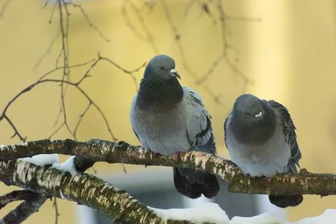 Two wild pigeons sitting on a tree branch Stock Photos