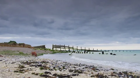 Two wild pigs foraging on a remote pebble beach Stock Footage 328194002