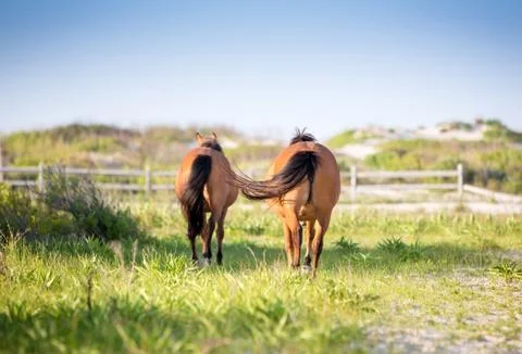 Two wild ponies (Equus caballus) walking away from the camera at Assateague I Foto stock