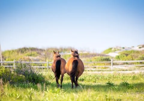 Two wild ponies (Equus caballus) walking away from the camera at Assateague I Stock Photos
