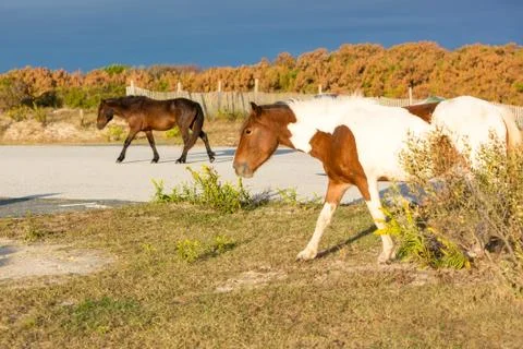 Two wild ponies walking through a campsite area at Assateague Island National Stock Photos
