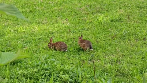 Two Wild Rabbits Grazing in Green Grass Stock Footage 338245000