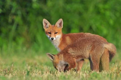 Two wild red foxes Stock Photos