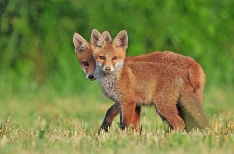 Two wild red foxes Stock Photos