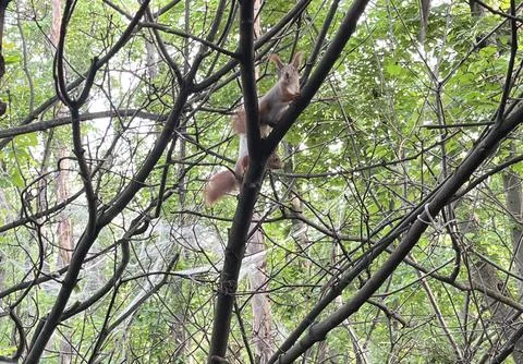 Two wild red squirrels sitting on tree branches in forest Fotos de archivo