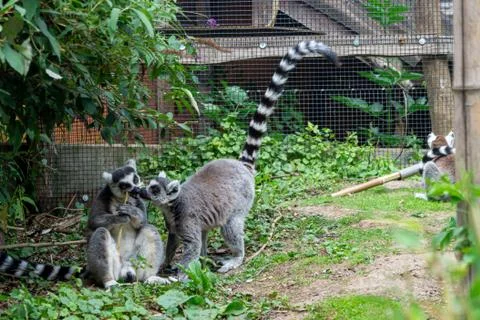 Two wild ring tailed lemurs Stock Photos