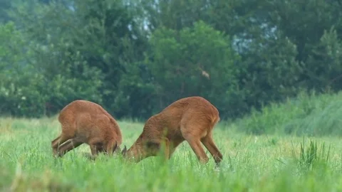 Two wild roe bucks playfully fighting and wild pheasant in the background Stock Footage 77306965