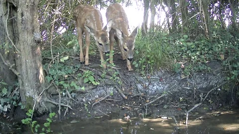 Two Wild Roe Deer Fawns Grazing Together Trail Camera Footage Stock Footage 340904448