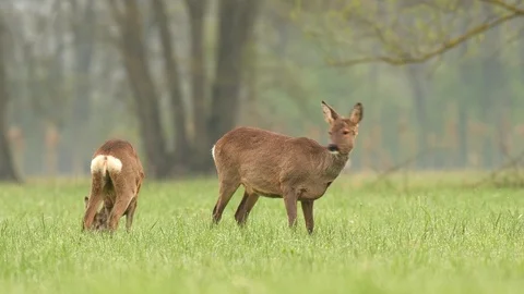 Two wild roe deer grazing in a field Stock Footage 89217579
