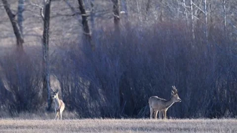 Two wild roe deer standing in a field near the forest in early spring Stock Footage 334824624