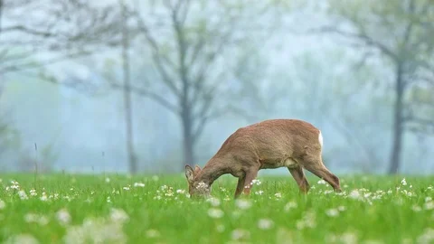 Two wild roe deers grazing in a field Stock Footage 106492540