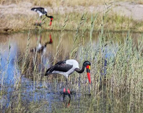 Two wild saddle-billed storks hunt in their natural habitat. Stock Photos