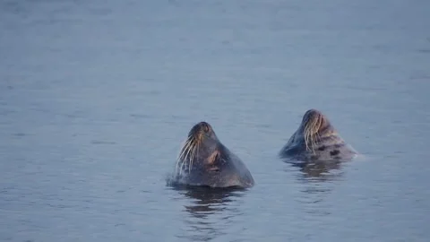 Two Wild Seals Resting in Calm Icelandic Coastal Waters - Bottling Behavior Stock Footage 327256642