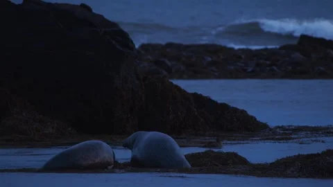 Two Wild Seals Resting on Rocky Coastline in Iceland at Dusk Stock Footage 327261574