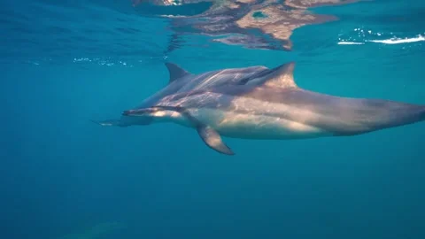 Two wild spinner dolphins swimming peacefully together in deep blue ocean waters Video stock 345656154