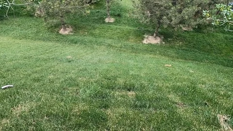 Two wild squirrels chasing each other on green grass in park Stock Footage 336454146