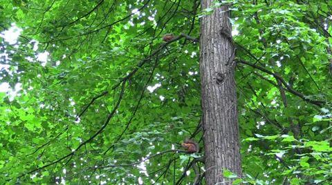 Two Wild squirrels stting on a tree branch in summer forest Stock Footage 39671122