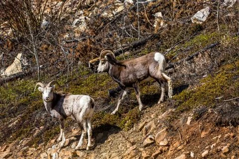 Two wild Stone Sheep in remote Yukon Territory of Canada. Two young rams on a Stock Photos