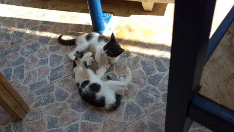Two wild stray kittens on the playing with each other on the floor. Stock Footage 244935376