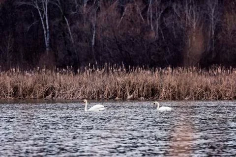 Two wild swans gracefully floating on a lake Stock Photos