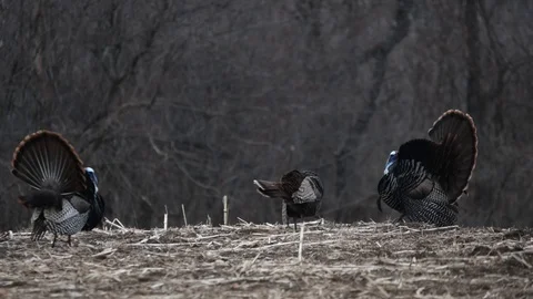 Two Wild Tom Turkeys Strutting near Hen Turkey Vídeos de archivo 117423864