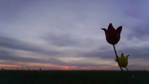 Two wild tulips tremble in the wind. Tulips in a meadow on background sky Stock Footage 75049187