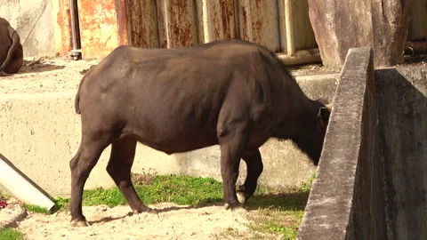 Two Wild water buffalos ruminating and relaxing. 4K Stock Footage 256954445