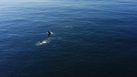Two wild whales appear from under the dark blue pacific ocean surface water Video stock 274702595