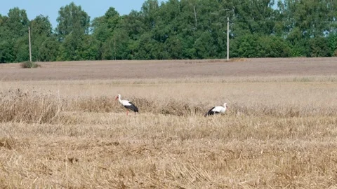 Two wild white storks. Stockbeeldmateriaal 321133050