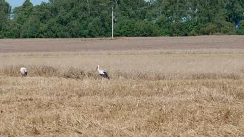 Two wild white storks. Stock Footage 321133126
