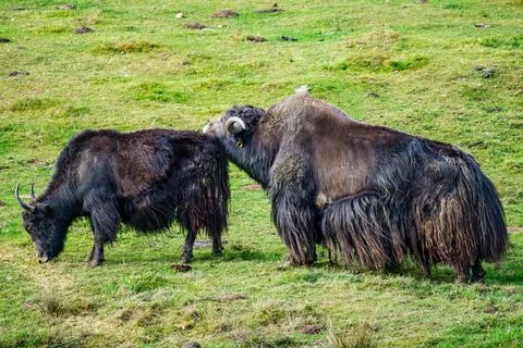 Two wild yaks (Bos mutus) grazing on grass background copy-space Stock Photos