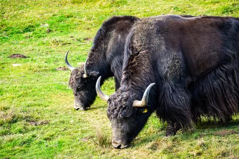 Two wild yaks (Bos mutus) grazing on grass background copy-space Stock Photos