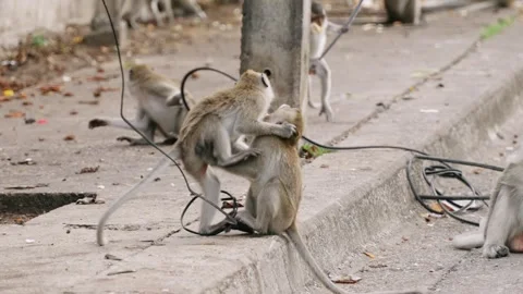 Two wild young monkeys interact fighting playfully on sidewalk while others rest Stock Footage 313316047