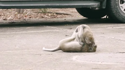 Two wild young monkeys in physical conflict fighting and playing on city road Stock Footage 312917067