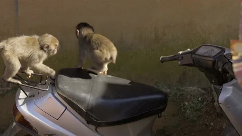 Two wild young monkeys on scooter Stock Footage 232803646